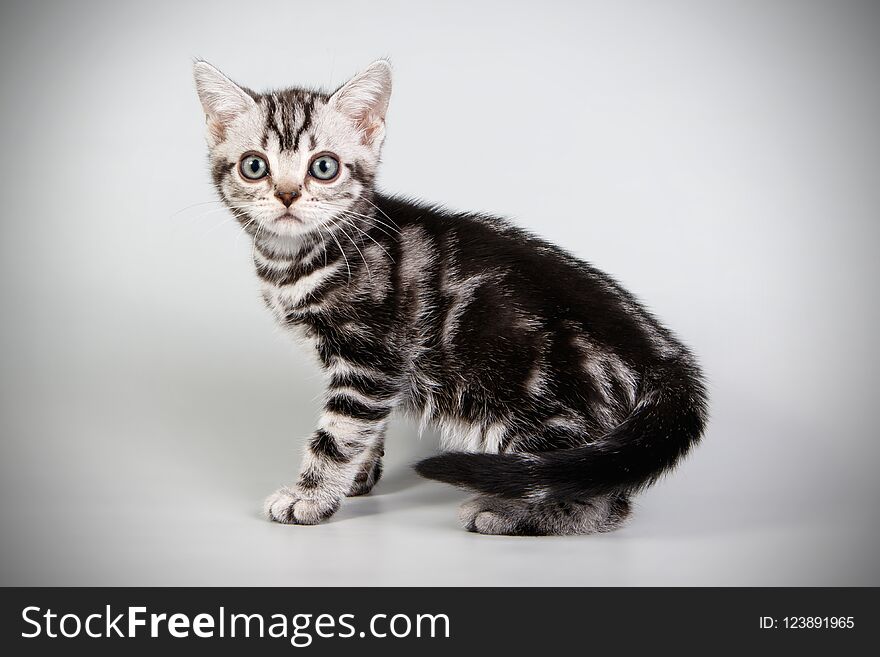 American Shorthair Cat On Colored Backgrounds