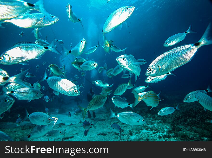 Fish surround divers in the bay near the Santa Marija caves on the Mediterranean island of Comino. Fish surround divers in the bay near the Santa Marija caves on the Mediterranean island of Comino