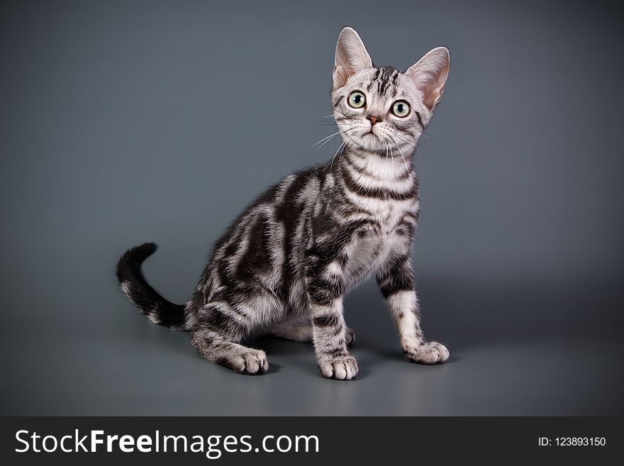 American Shorthair Cat On Colored Backgrounds