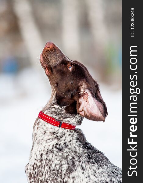 Cute dog looks at owner, winter portrait