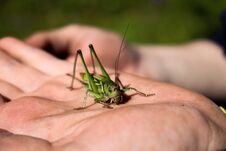 The Green Grasshopper Royalty Free Stock Photography