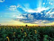 Field Of Sunflowers At Dawn Royalty Free Stock Photo