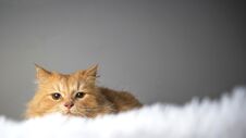 Red Cat Lying On A White Blanket And Looking At The Camera. A Cute Ginger Cat Lies In Bed. The Fluffy Pet Looks Curiously. Cozy Ho Stock Photography