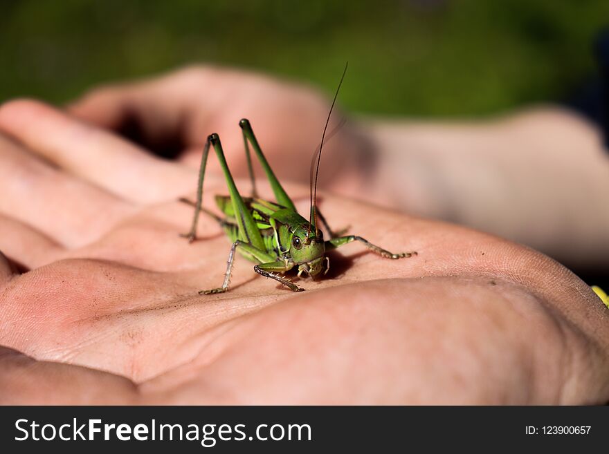 Green grasshopper on the hand. Green grasshopper on the hand