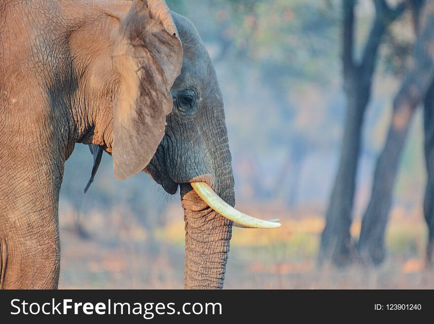 Elephants in the Etosha National Park Namibia South Africa . Elephants in the Etosha National Park Namibia South Africa .