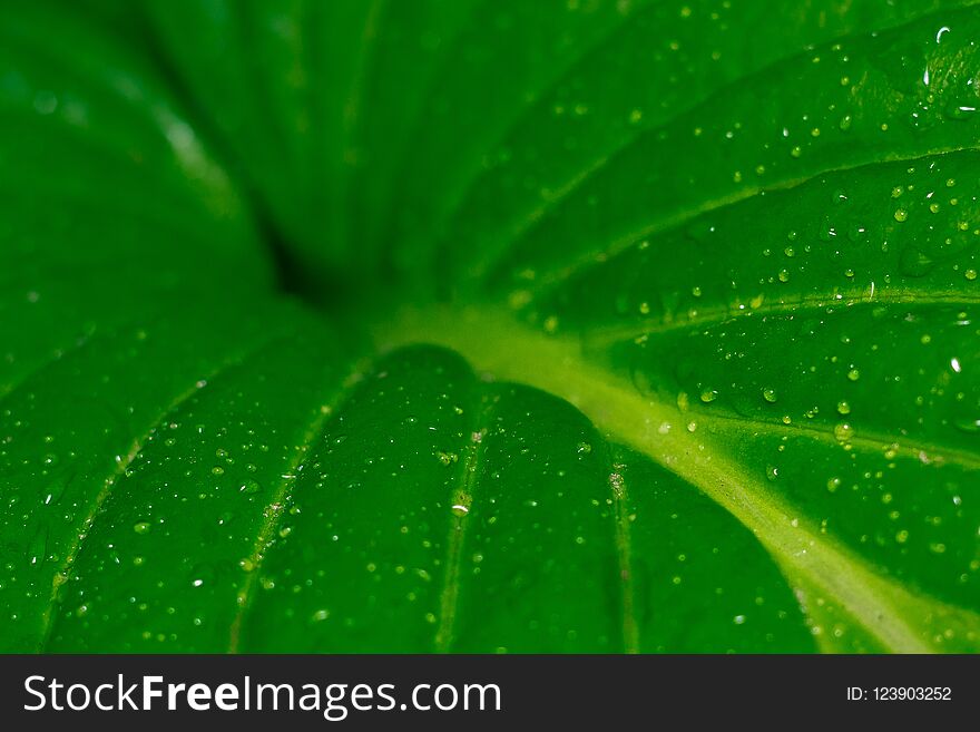 Host green leaves of summer the concept of macro drops. Host green leaves of summer the concept of macro drops