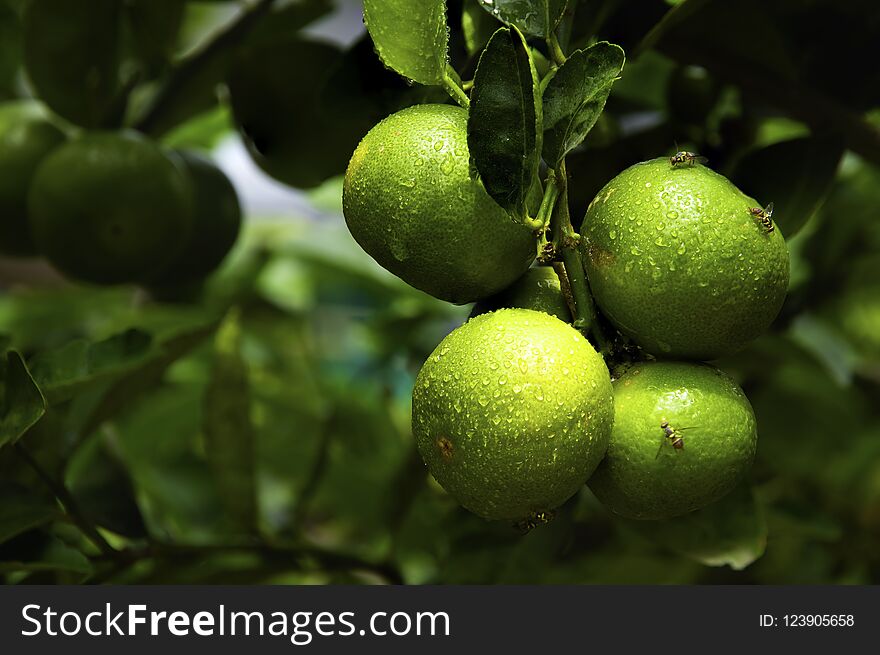 Water Drops On Lemonade