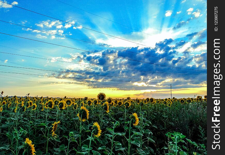 Beautiful dawn in the field of sunflowers. The Russian fields. Yellow flowers and amazing sky. Beautiful dawn in the field of sunflowers. The Russian fields. Yellow flowers and amazing sky.