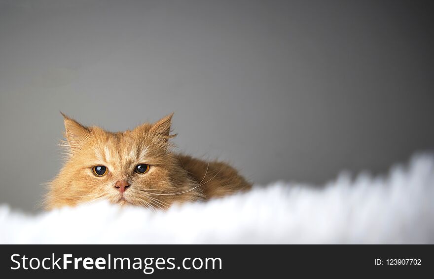 Red cat lying on a white blanket and looking at the camera. A cute ginger cat lies in bed. The fluffy pet looks curiously. Cozy ho