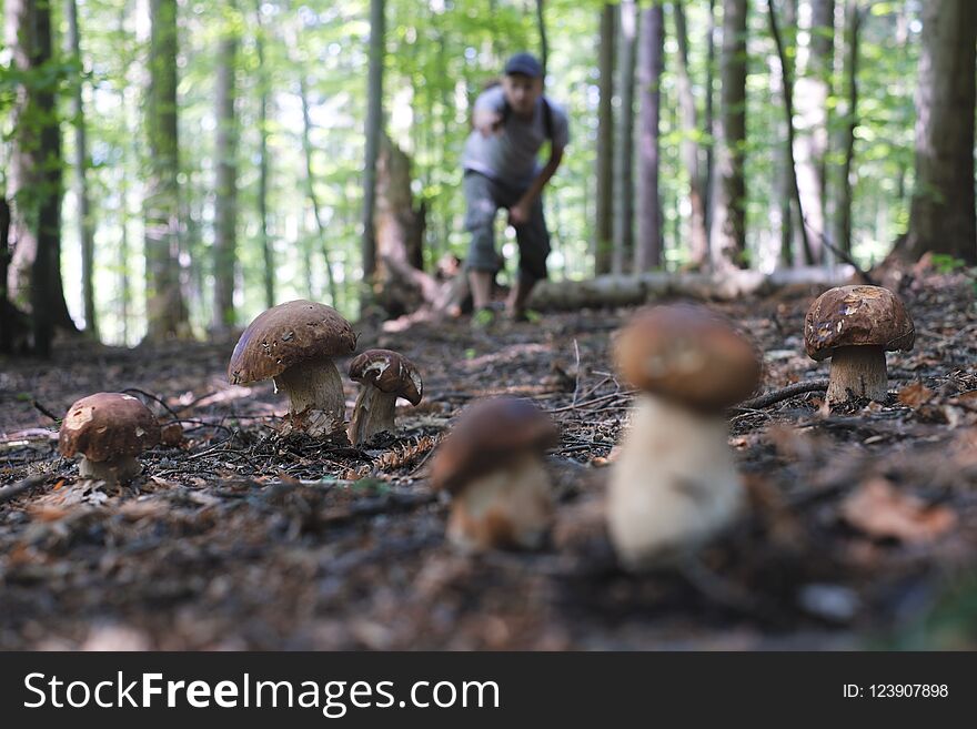 Man collect mushrooms in summer forest