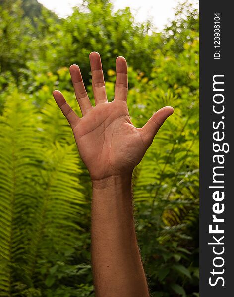 Hand with ferns as a background