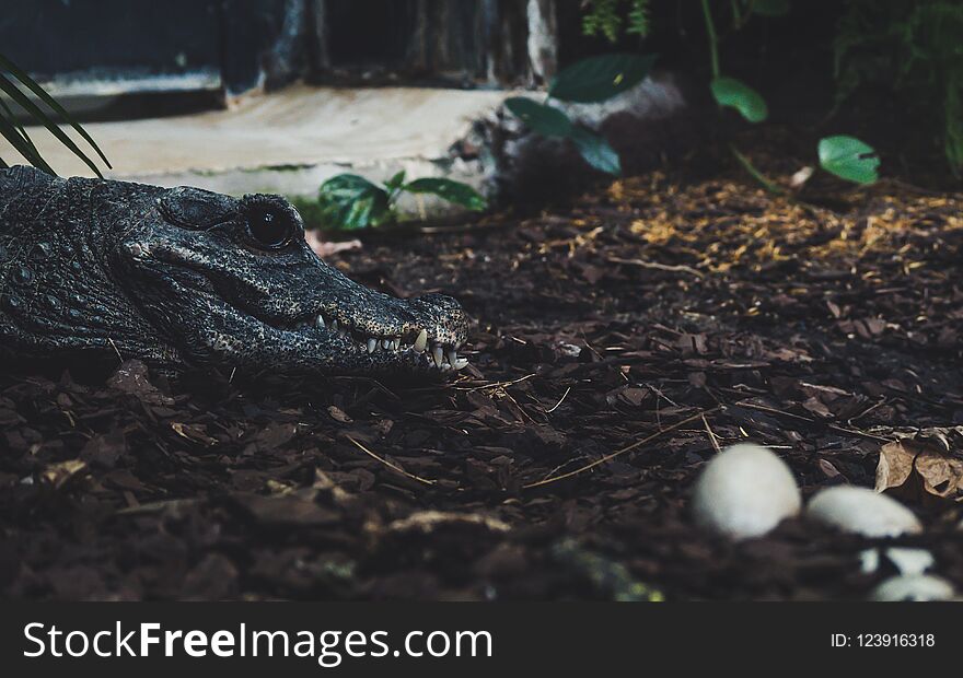 Alligator watching over her eggs. side portrait view of crocodile with big black eye sharp thief