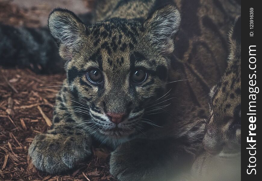 Cute close up of young clouded leopard neofelis nebulosa looking into camera