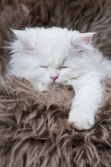 Perisan Kitten Sleeping On A Sheep Fur Stock Images