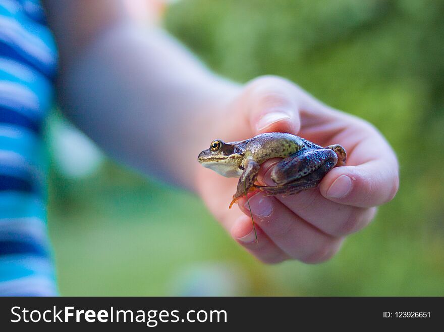Frog in the hands of a child- enviroment, education ans happy childhood concept