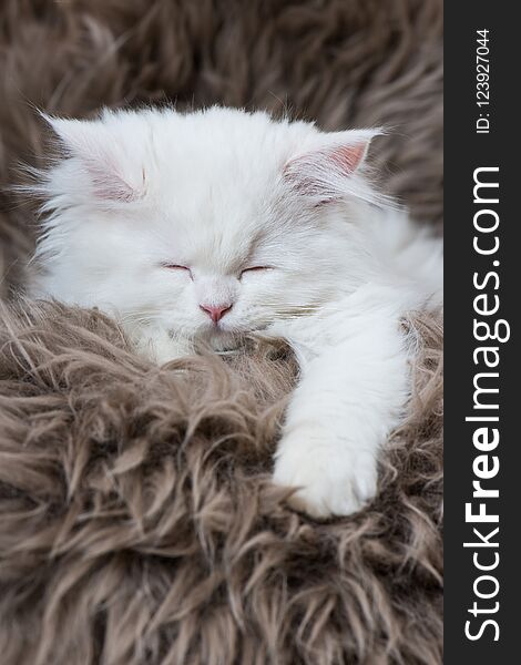 Perisan kitten sleeping on a sheep fur