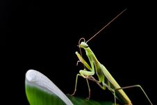 Young Mantis Sitting On An Grass Stalk. Royalty Free Stock Image