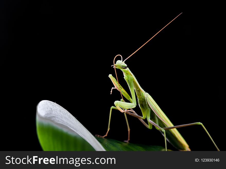 Young mantis sitting on an grass stalk. Close up photo