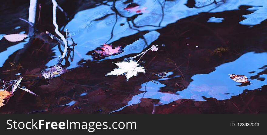 White and yellow maple leaves in the water of the river during the fall season. Autumn rainy day background. Awesome maple leaf and blue sky reflected on surface of the lake.