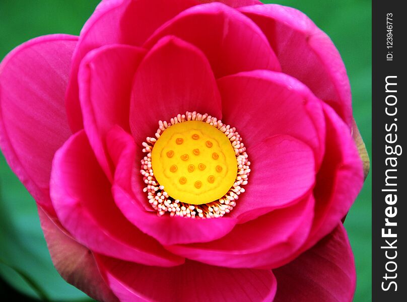 Lotus flower photographed in northern China