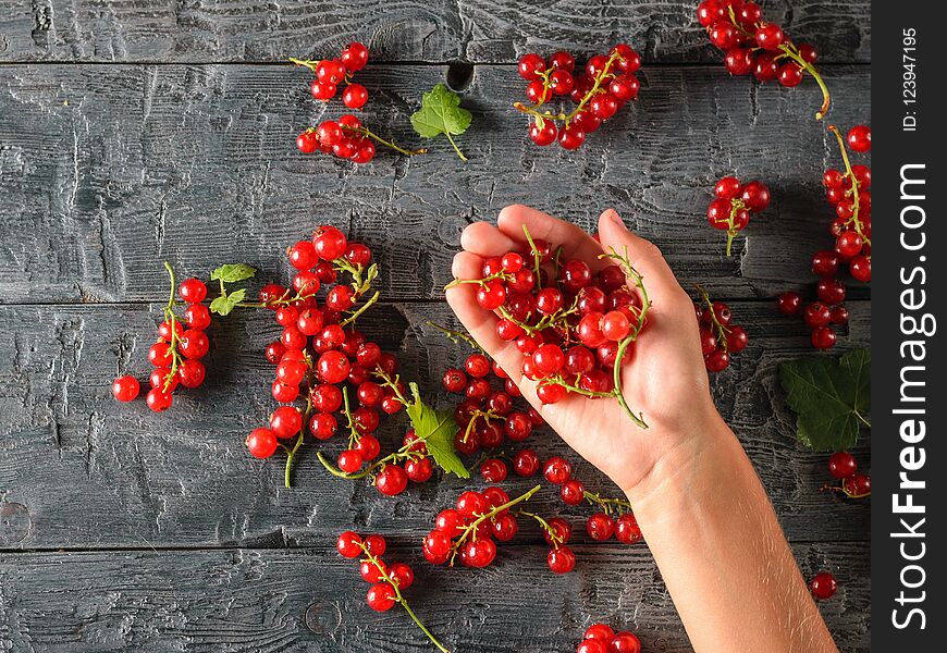 The girl is holding a handful of red currants on a dark wooden table. The concept of healthy natural food. The view from the top. The girl is holding a handful of red currants on a dark wooden table. The concept of healthy natural food. The view from the top.