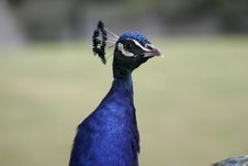 Pretty As A Peacock Stock Image