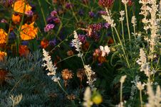 Flower-bed Stock Photography Flower-bed Stock Photography