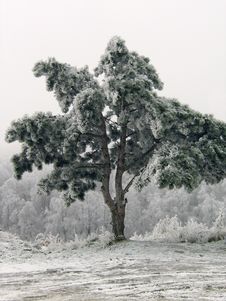 Loneliness Royalty Free Stock Images Loneliness Royalty Free Stock Images