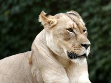 Lion Zoo Big Cat Roar King Stock Images