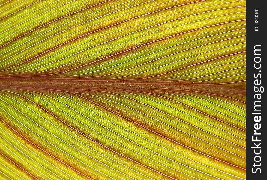 Life Lines Of The Leaf