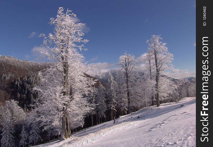 Winter in Ciucas Mountains: snow, tree, sky