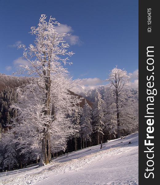 Winter in Ciucas Mountains: snow, tree, sky