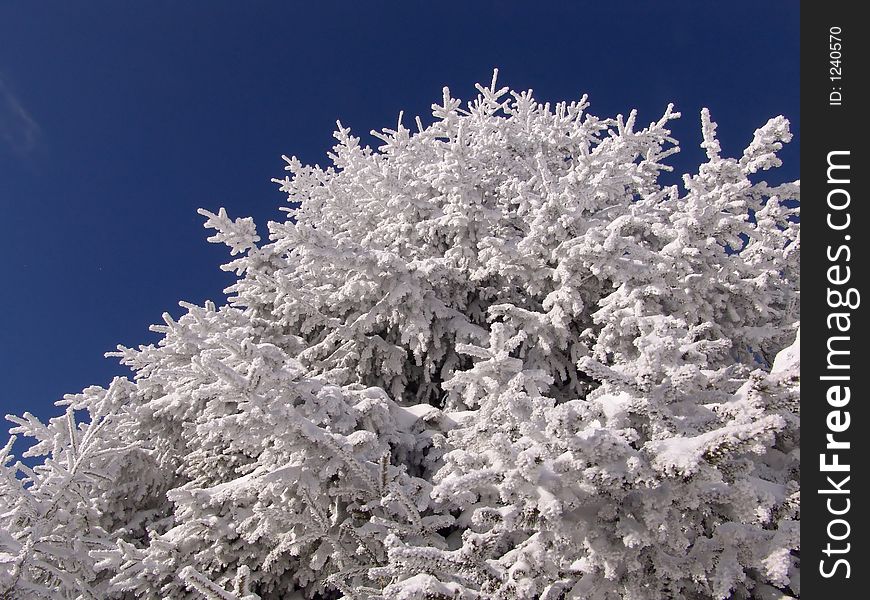 Winter in Ciucas Mountains: snow, tree, sky