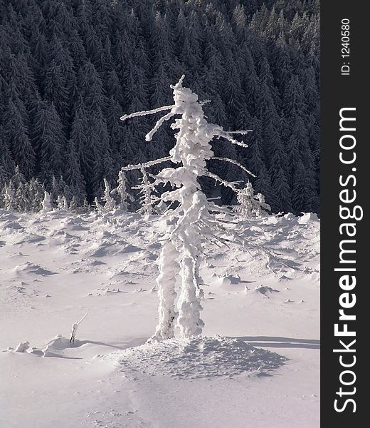 Winter in Ciucas Mountains: snow, tree, sky