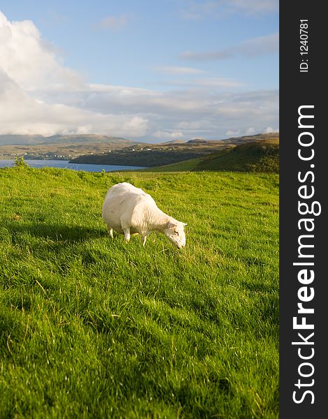 Sheep and green field. Scotland, United Kingdom