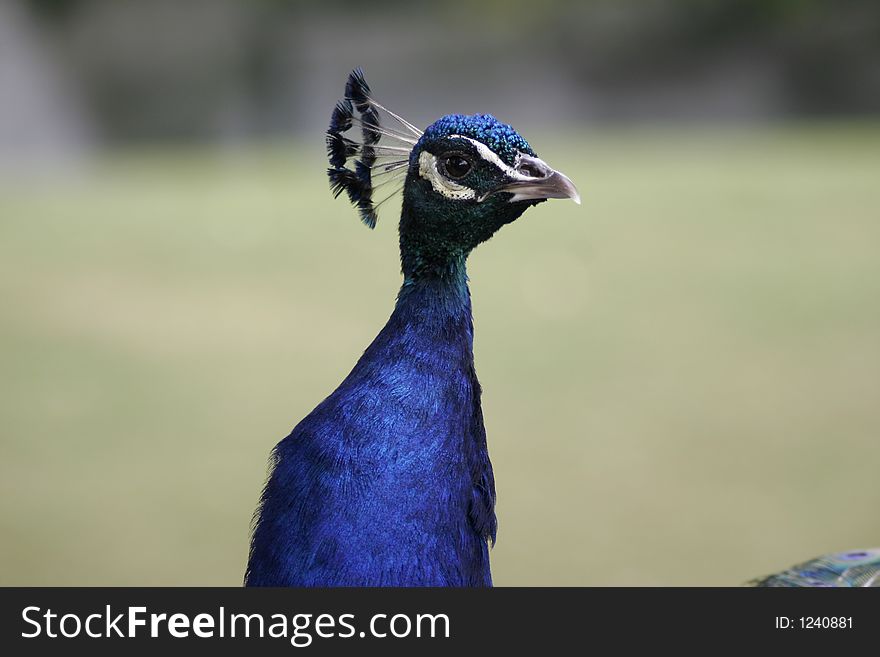 Pretty as a peacock