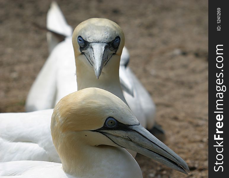 The gannets are large black and white birds with long pointed wings and long bills. They have a a wingspan of up to 2 meters. The gannets are large black and white birds with long pointed wings and long bills. They have a a wingspan of up to 2 meters.