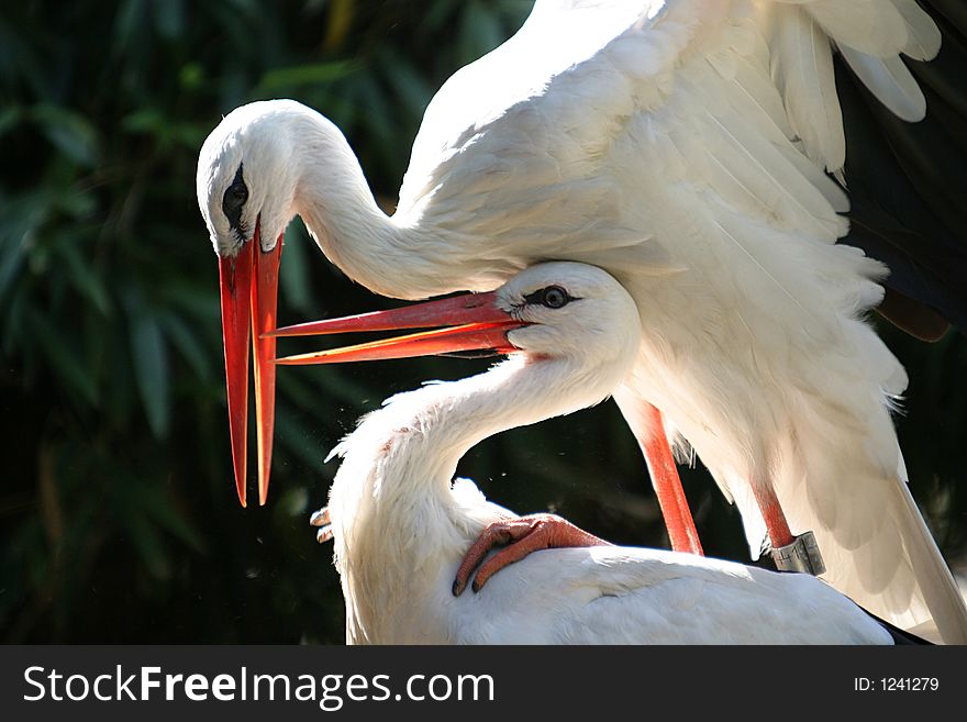 Pairing Storks