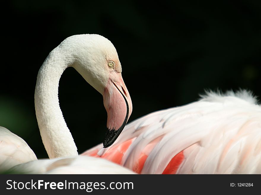 Flamingos are graceful, gregarious wading birds; their oddly-shaped beaks are specially adapted to separate mud and silt from the food they consume and are uniquely used upside-down.