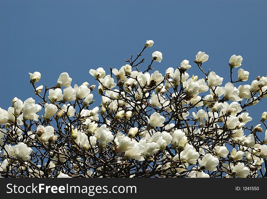 The Magnoliatree