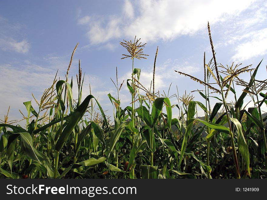 Corn in the morning, at the field