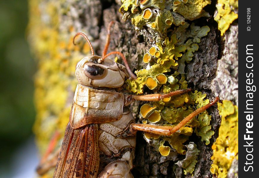 A detailed close up of a grasshopper clinging to a tree.