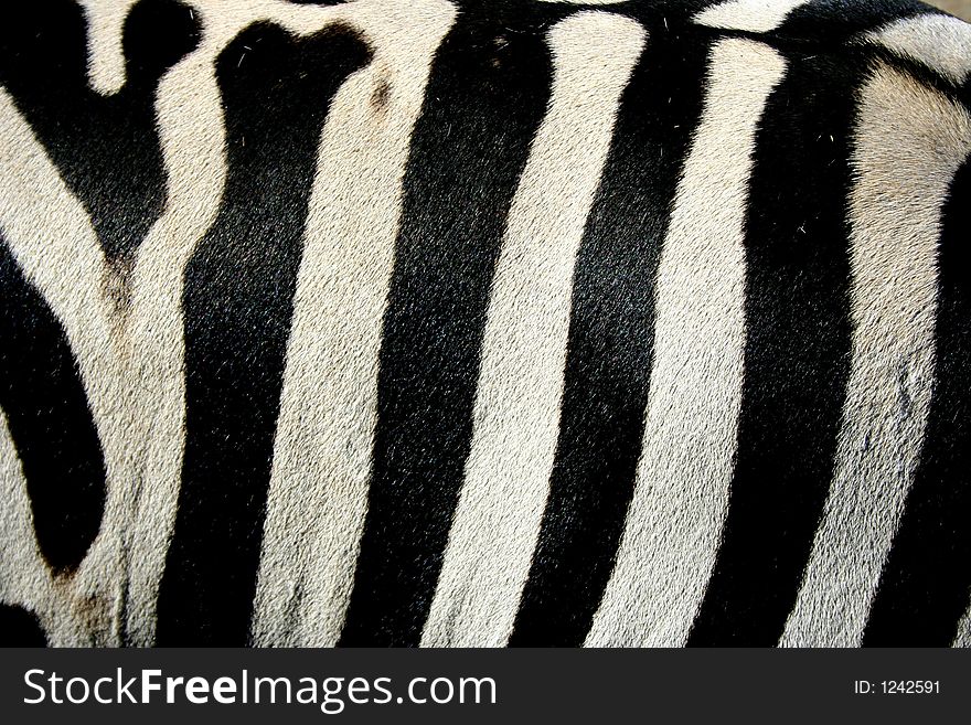 A close-up of the stripes of a zebra.