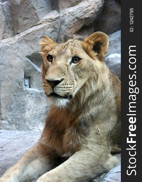 Close-up of a young lion. Close-up of a young lion.