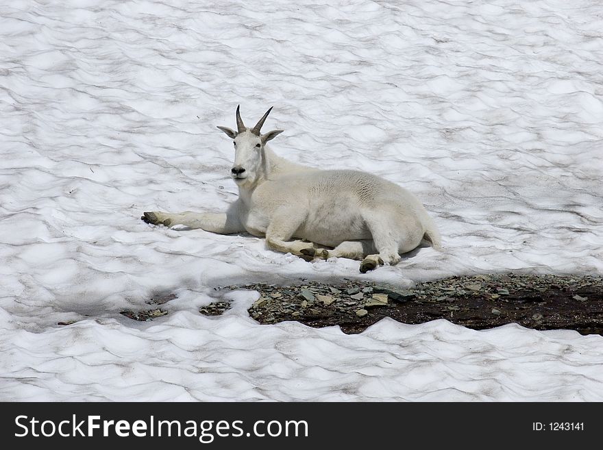 mountain goat resting on a glacier in Glacier National Park. mountain goat resting on a glacier in Glacier National Park