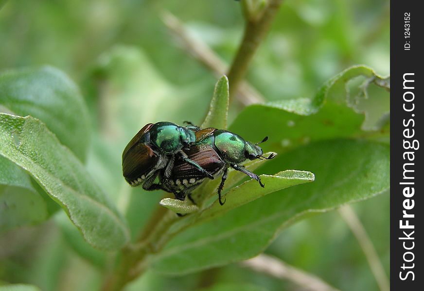 JJapanese Beetles Mating in a park. JJapanese Beetles Mating in a park