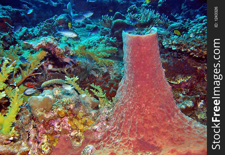 The sponge coral looks like a little volcanoe. The sponge coral looks like a little volcanoe