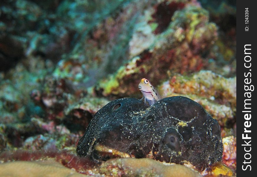 Little Combtooth Blenny