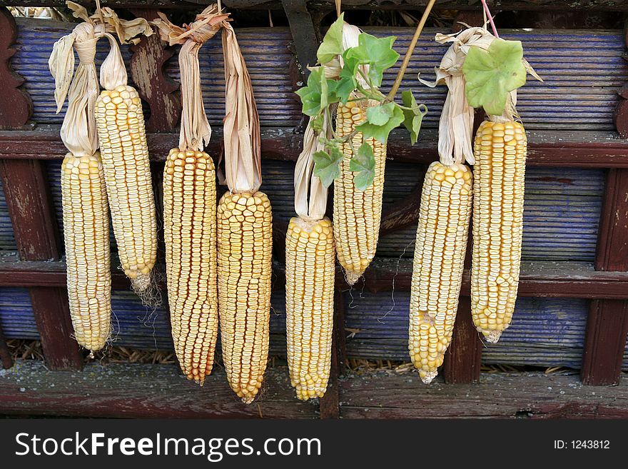 Details rural corn in village