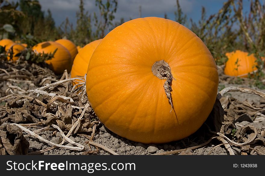 A field of pumkins from a frog point of view. A field of pumkins from a frog point of view